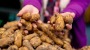 Gut für Verbraucher: Kartoffeln sollen billiger werden | Regional | BILD.de